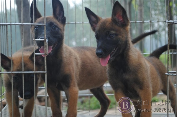 文山买纯种马犬 云南名犬基地常年出售小马犬